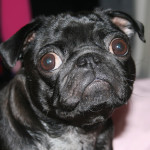 PupAid 2012