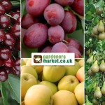 Ultimate Fruit Tree Collection £34.99