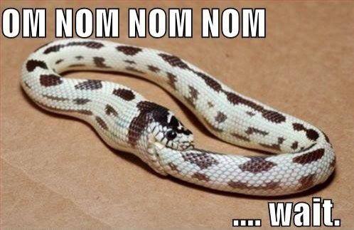 Funny Snake