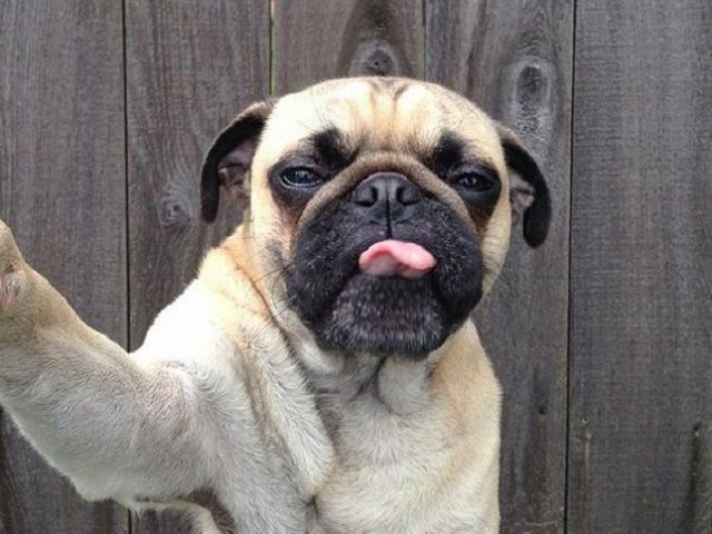 Pug Selfie
