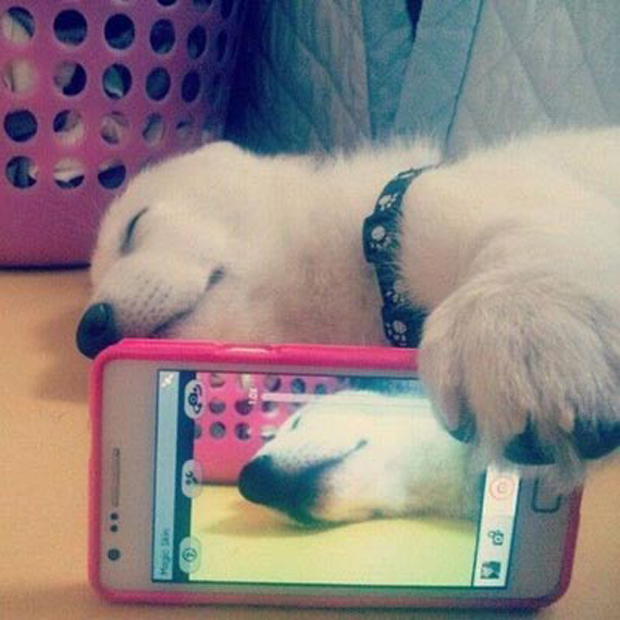 dog-selfie 2